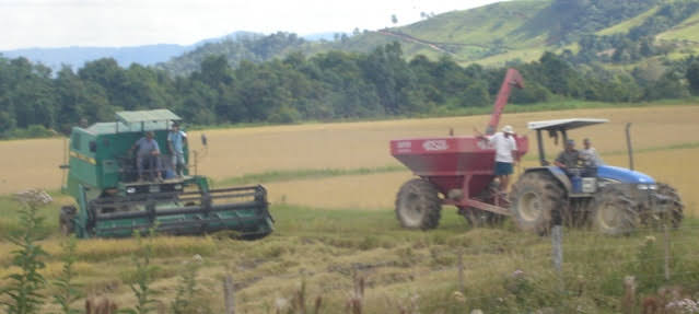 Colheita de arroz. Foto 2006