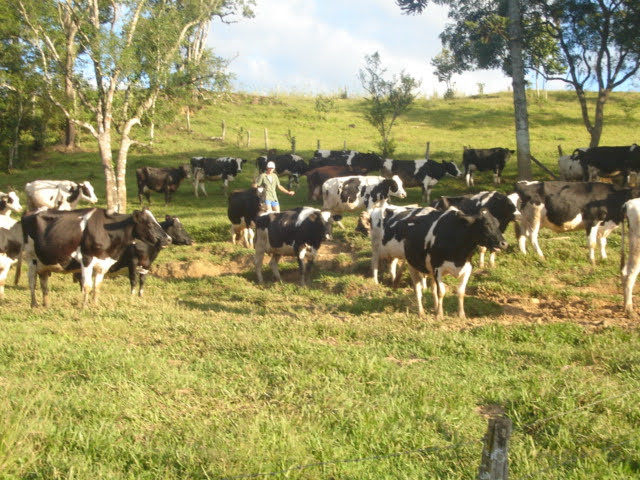 Vilmar tocando as vacas para o estábulo. Foto de 2006
