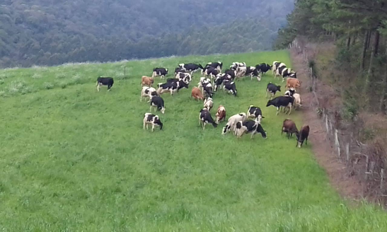 As vacas leiteiras. Foto de 2020
